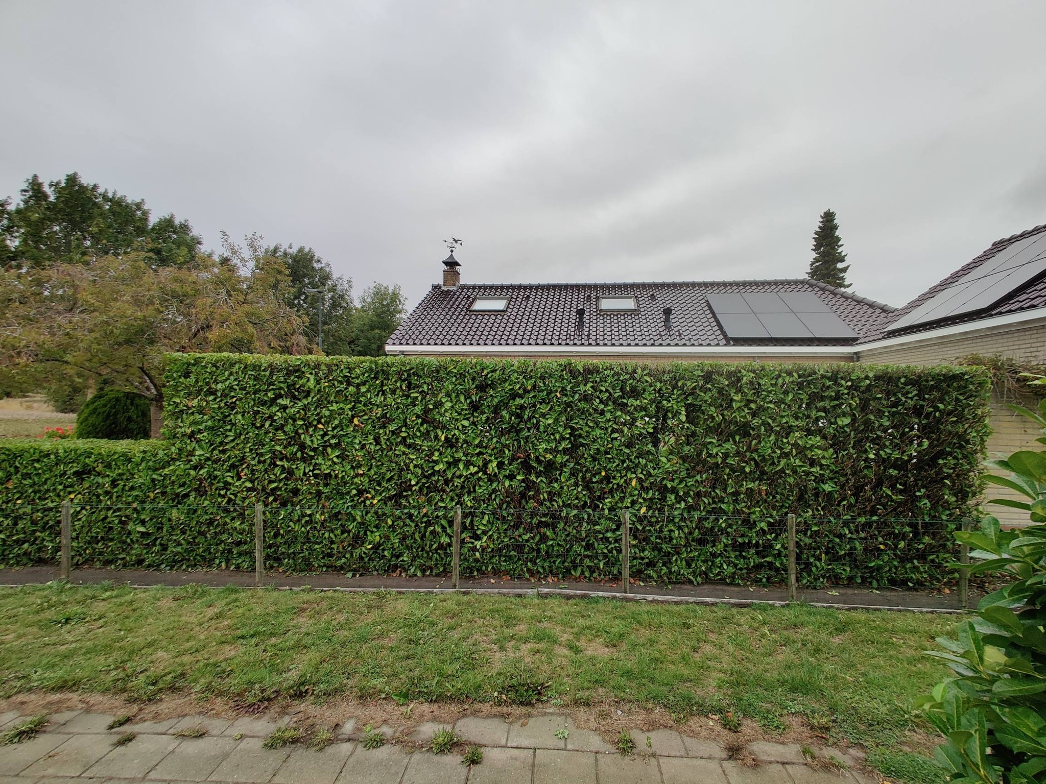 Project 1 - haag strak gesnoeid vooraanzicht
